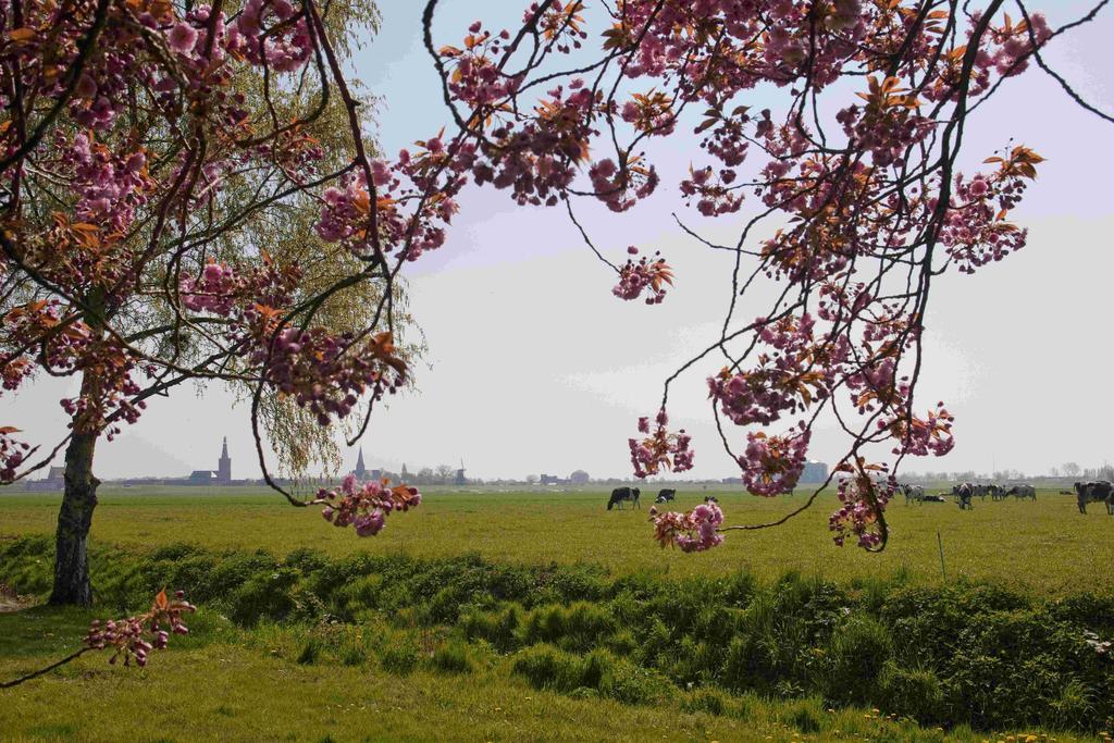 Hotelhuisjes Medemblik Wieringerwerf